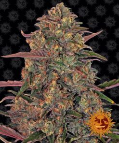 Foto Pineapple chunk 100% barney's farm seeds