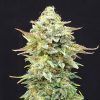 Foto Pineapple dream 100% kannabia