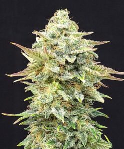 Foto Pineapple dream 100% kannabia