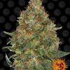 Foto Pineapple express auto barney barney's farm seeds