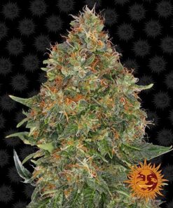 Foto Pineapple express auto barney barney's farm seeds