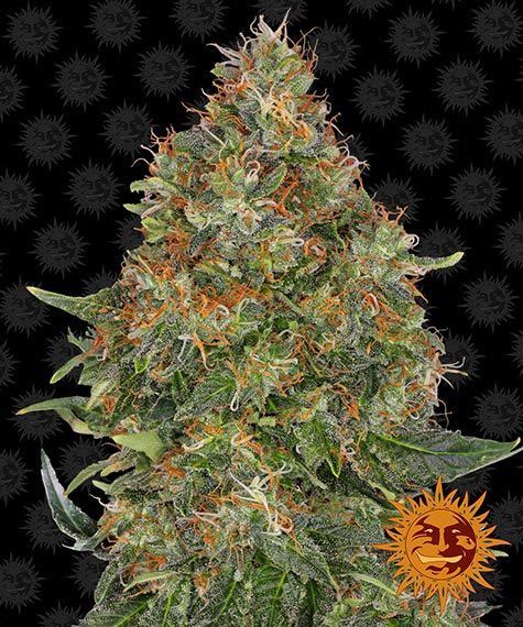 Pineapple express auto barney barney's farm seeds Foto Pineapple express auto barney barney's farm seeds