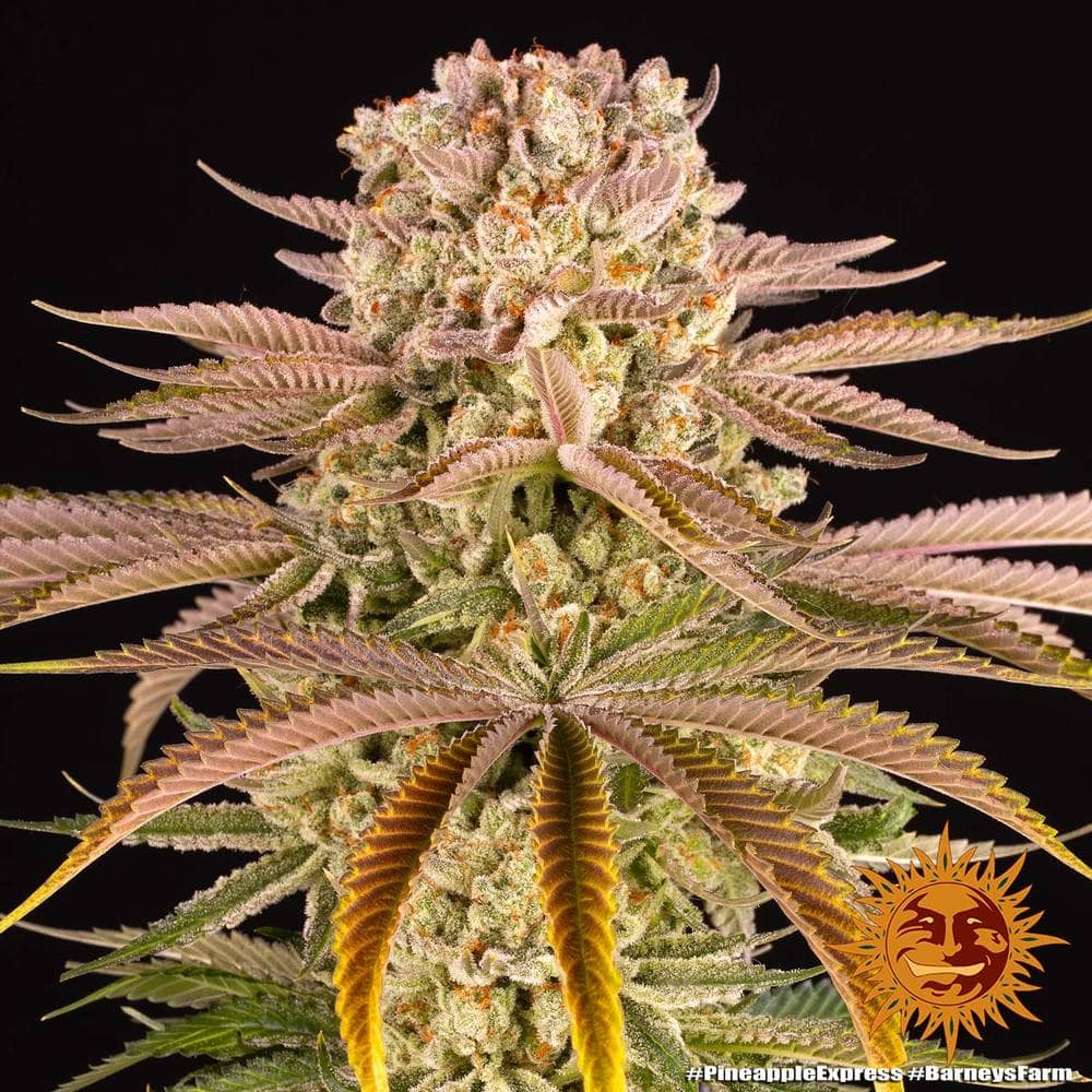 Pineapple express 100% barney barney’s farm seeds Foto Pineapple express 100% barney barney’s farm seeds