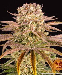 Foto Pineaple express 100% barney’s farm seeds