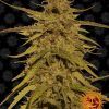 Foto Pineapple haze regular barney