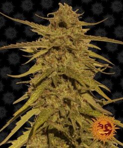 Foto Pineapple haze regular barney