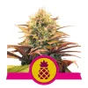 Foto Pineapple kush 100% royal queen seeds