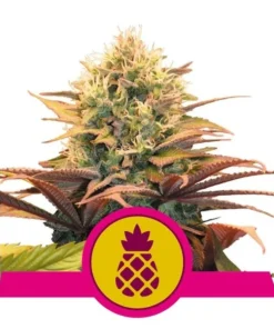 Foto Pineapple kush 100% royal queen seeds