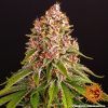 Foto Pink kush 100% barney's farm seeds