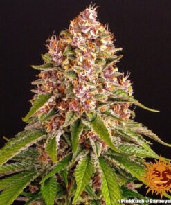 Foto Pink kush 100% barney's farm seeds