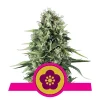 Foto Power flower 100% royal queen seeds