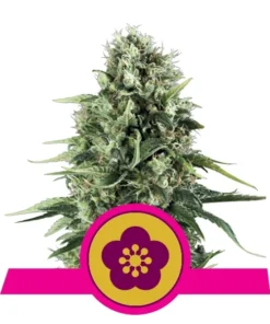 Foto Power flower 100% royal queen seeds