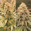Foto Power plant regular dutch passion