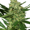 Foto Pumpkin spice feminizada sensi seeds