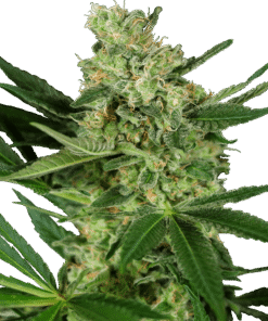 Foto Pumpkin spice feminizada sensi seeds