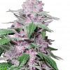 Foto Purple cookie kush 100% sensi seeds