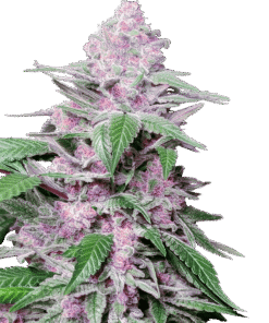Foto Purple cookie kush 100% sensi seeds