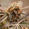 Foto Purple og punch 100% dutch passion