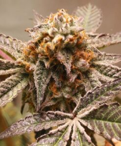 Foto Purple og punch 100% dutch passion
