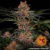 Foto Purple punch auto barney's farm seeds