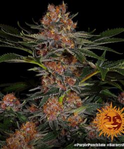 Foto Purple punch auto barney's farm seeds