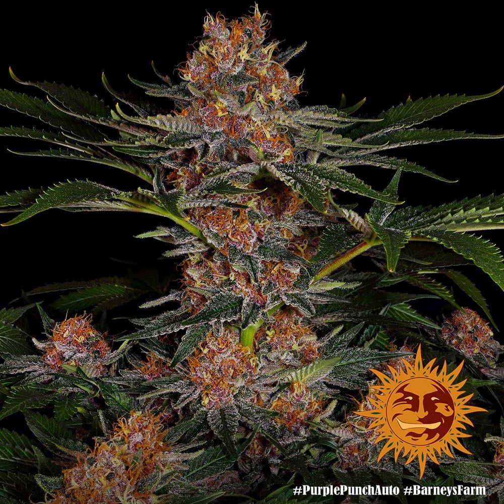 Purple punch auto barney's farm seeds Foto Purple punch auto barney's farm seeds