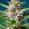 Foto Purple punch og sweet seeds