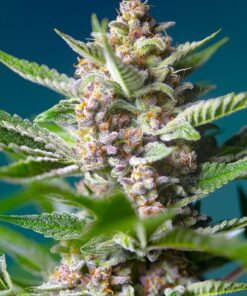 Foto Purple punch og sweet seeds