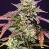Foto purple-punch-og-xl-auto