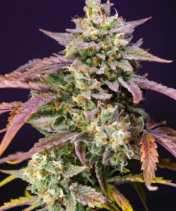 Foto purple-punch-og-xl-auto