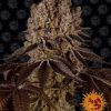 Foto Purple punch 100% barney's farm seeds