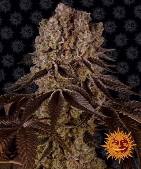 Foto Purple punch 100% barney's farm seeds
