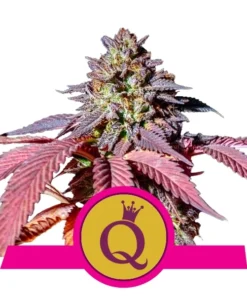 Foto Purple queen 100% royal queen seeds