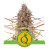 Foto Purple queen automatic royal queen seeds