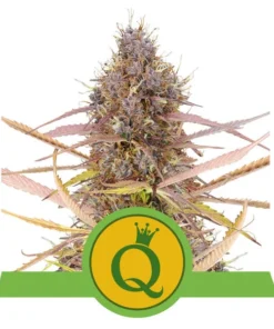 Foto Purple queen automatic royal queen seeds