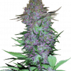 Foto Purple skunk auto auto sensi seeds