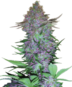 Foto Purple skunk auto auto sensi seeds