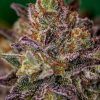 Foto Purple cherry positronics