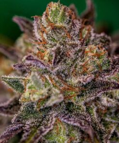 Foto Purple cherry positronics