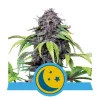 Foto Purplematic auto cbd royal queen seeds