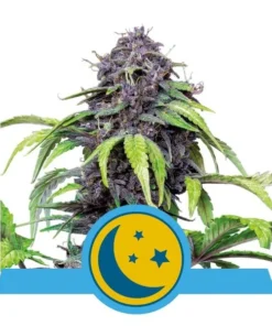 Foto Purplematic auto cbd royal queen seeds
