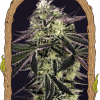 Foto Purple shot 100% exotic seeds