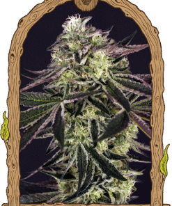 Foto Purple shot 100% exotic seeds