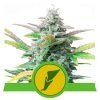 Foto Quick one automatica royal queen seeds
