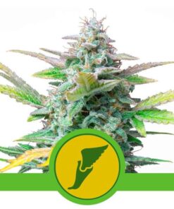 Foto Quick one automatica royal queen seeds