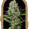 Foto Quick mass 100% exotic seed