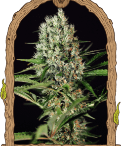 Foto Quick mass 100% exotic seed