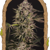 Foto Quick sherbet 100% exotic seeds