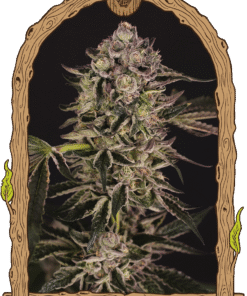 Foto Quick sherbet 100% exotic seeds