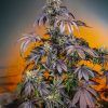 Foto red-gorilla-girl-xl-auto